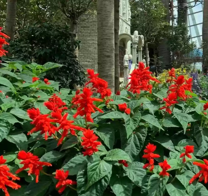 Heirloom Non-GMO Scarlet Sage Flower Seeds for Planting – Bright Pollinator-Friendly Garden Blooms
