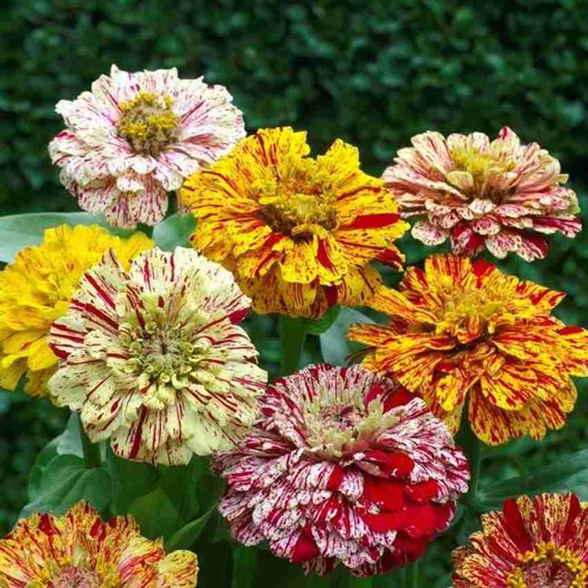 zinnia zinnia flower seeds