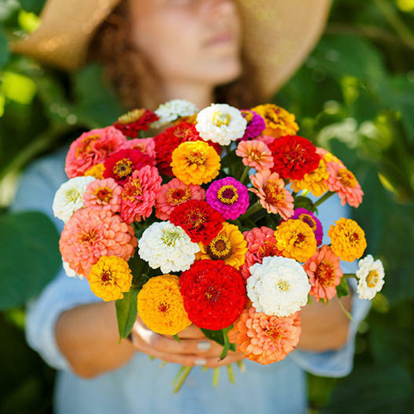 zinnia zinnia flower seeds
