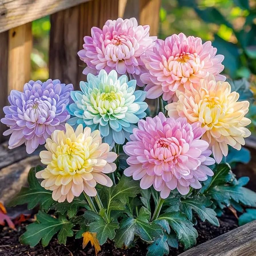 rainbow chrysanthemum flower seeds