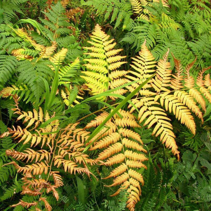 Fern Yellow Plant Seeds for Planting 100 pcs