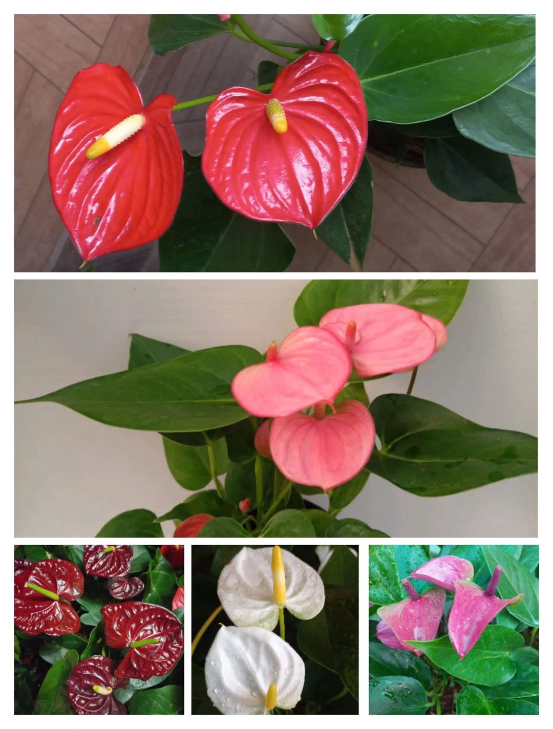 Anthurium blandede farve plantefrø til plantning 100 stk