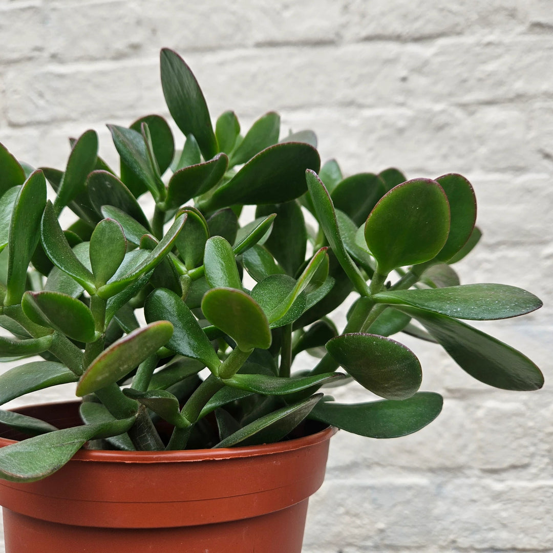 crassula plant flower seeds