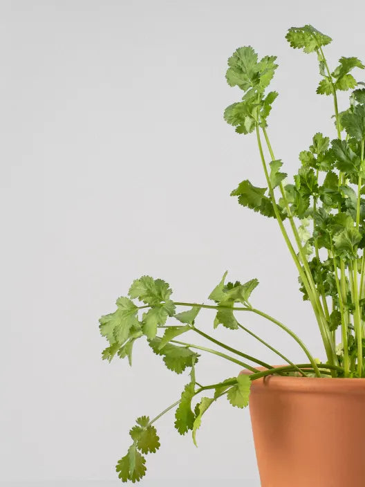 Cilantro (coriandrum sativum) Plant Seeds for Culinary and Herb Gardens