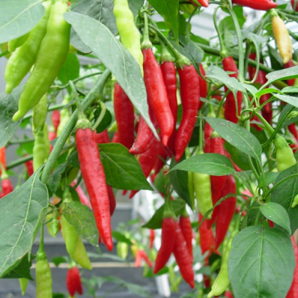 Birgits Locoto Chili Vegetable Seeds for Planting – Heirloom, Non-GMO, High Germination Organic Garden Seeds