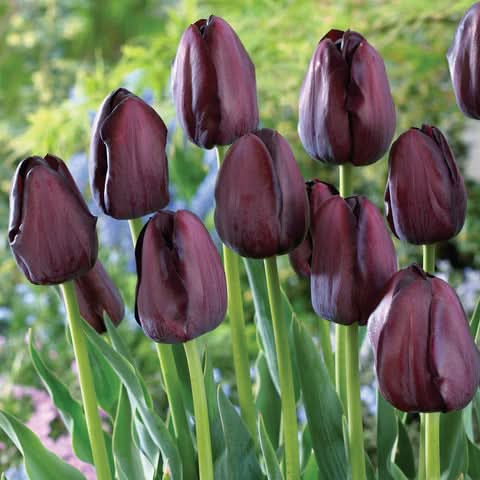 heirloom non flower seeds