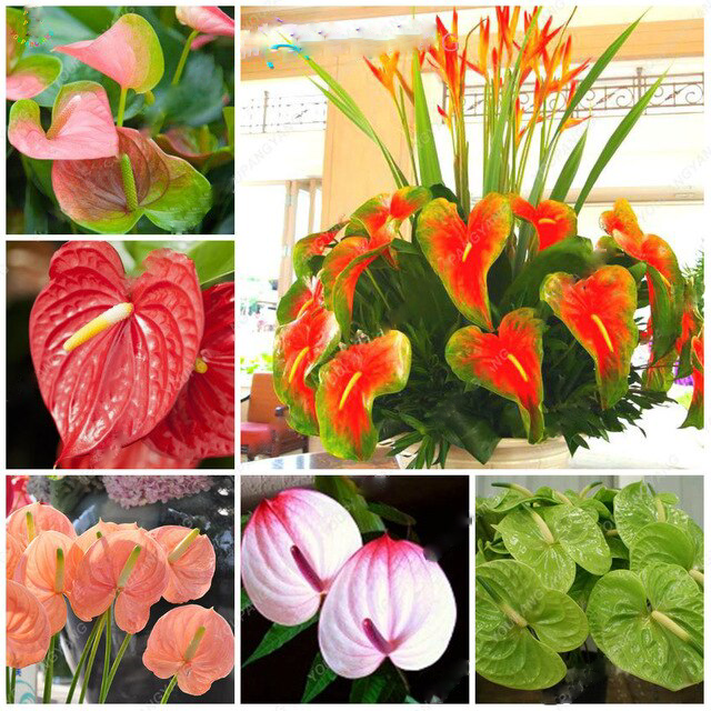 Anthurium flerfarvede blomsterfrø til plantning - 100 stk