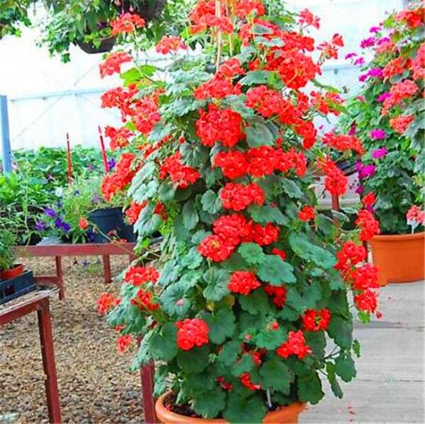 Red Climbing Geranium Flower Seeds for Planting 100 pcs