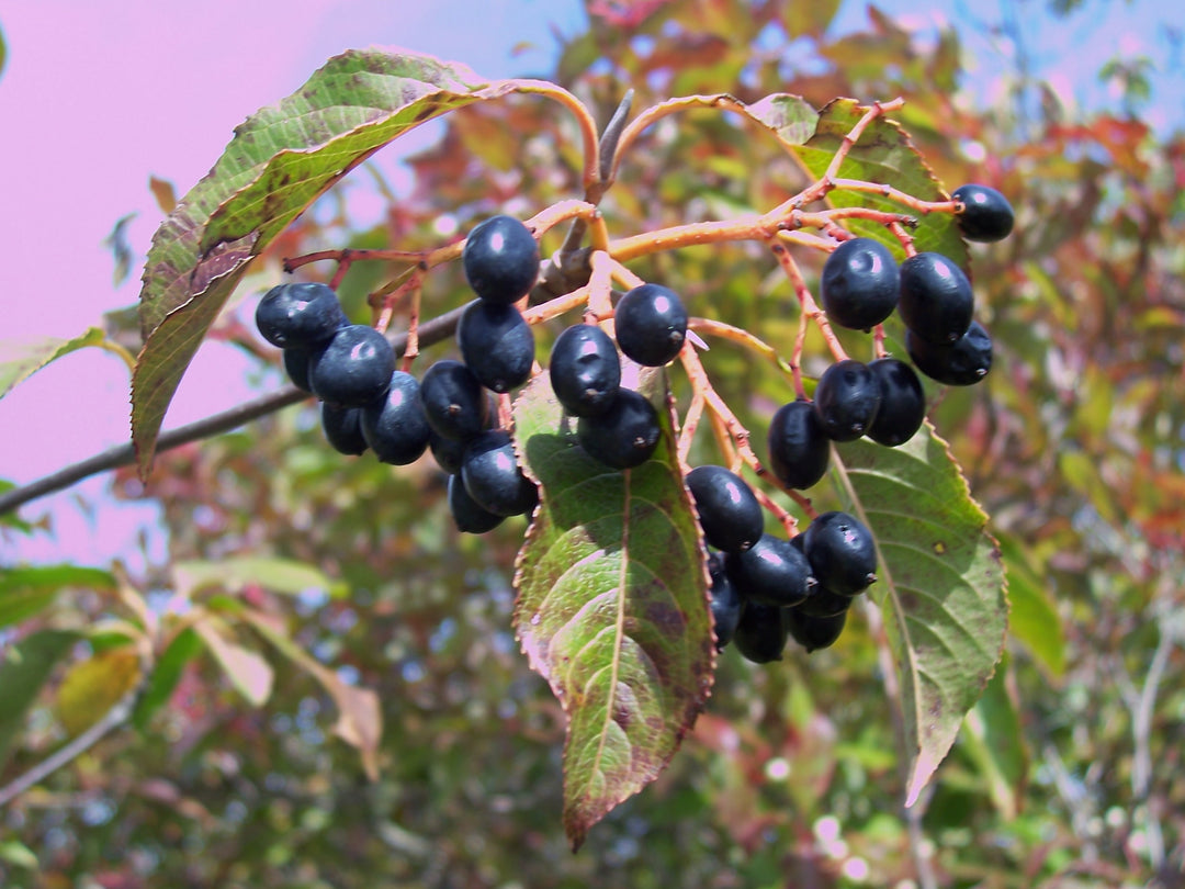 Heirloom Nanny Berry Fruit Seeds for Planting - Grow Unique and Sweet-tasting Berries, GMO Free