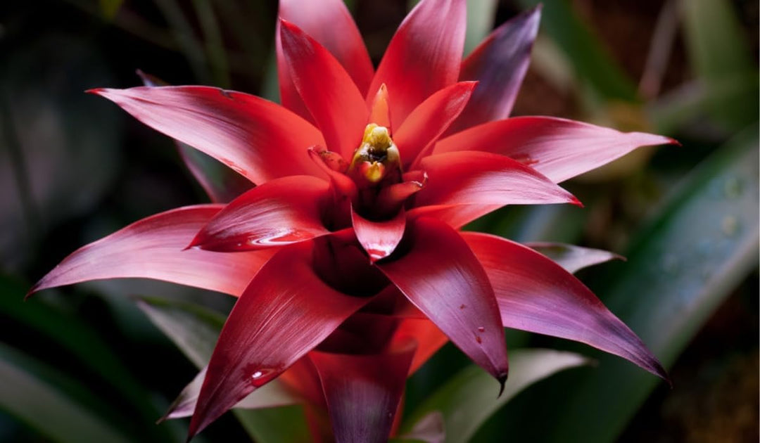 red bromeliad flower seeds