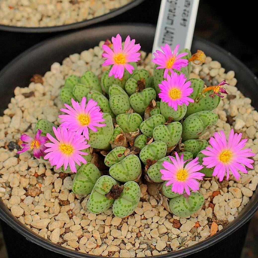 Heirloom Non-GMO Succulent Flower Seeds for Planting – Drought-Tolerant Indoor Decorative Blooms, High Germination