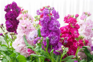 purple purpur flower seeds
