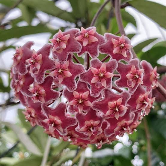Heirloom Maroon Hoya Flower Seeds for Planting – Non-GMO, Unique Fragrant Garden Blooms
