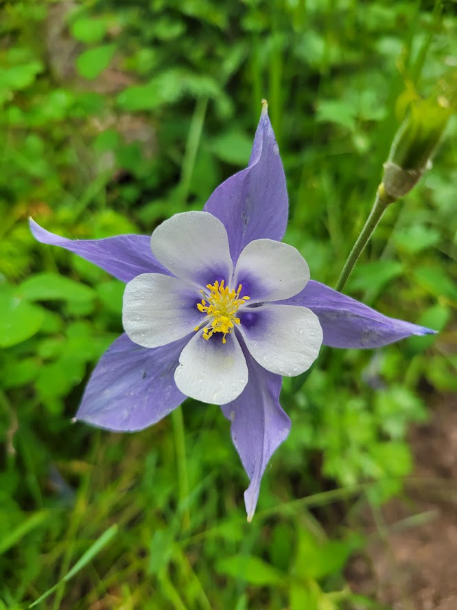 White Blue Aquilegia Flower Seeds for Planting - 100 pcs