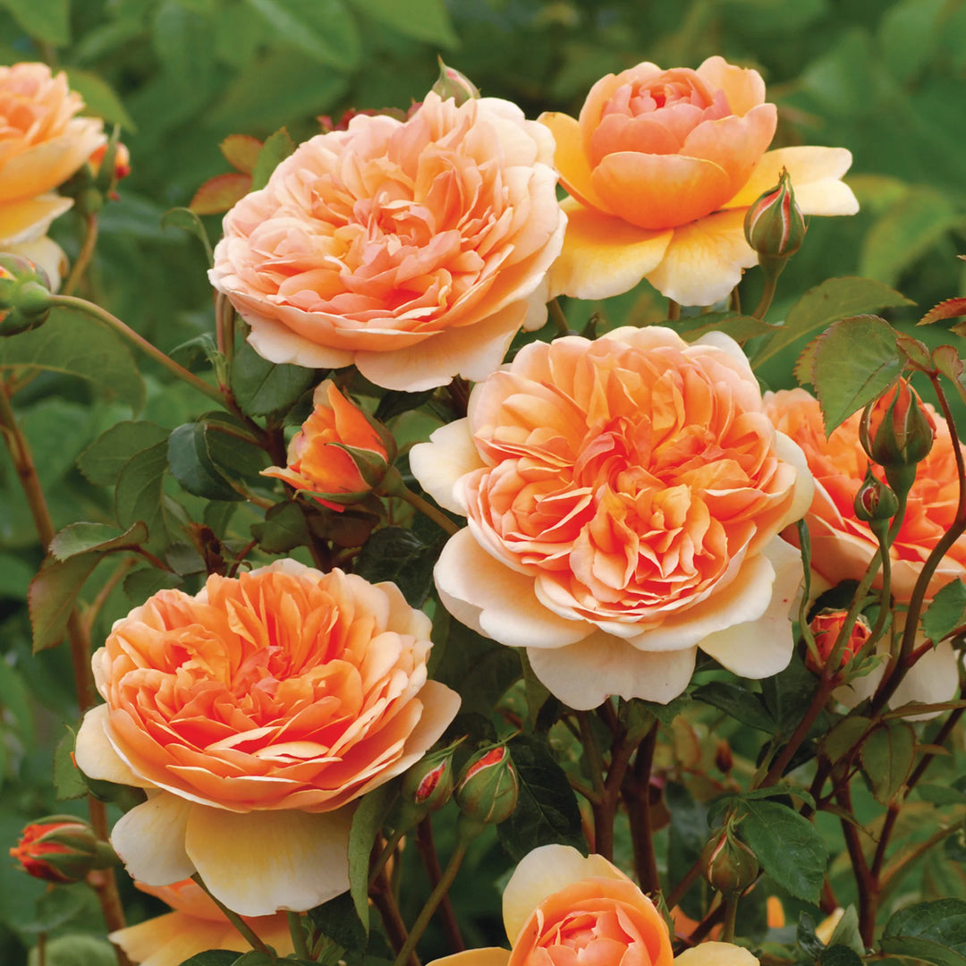 Fresh Double Petal English Rose Seeds for Planting, Light Orange 100 pcs