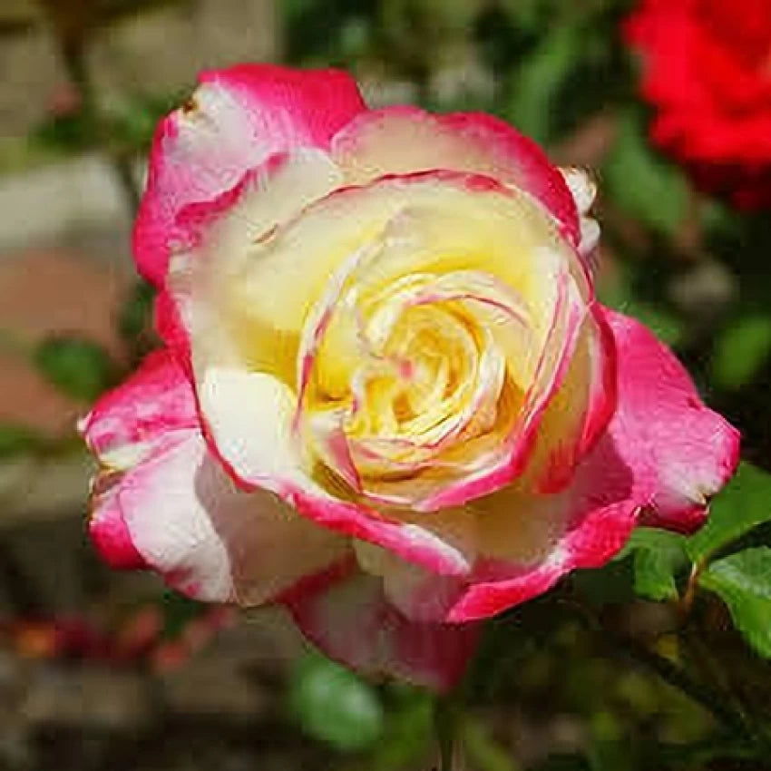 Osiria Rose Blomsterfrø til udplantning - Pink 100 stk