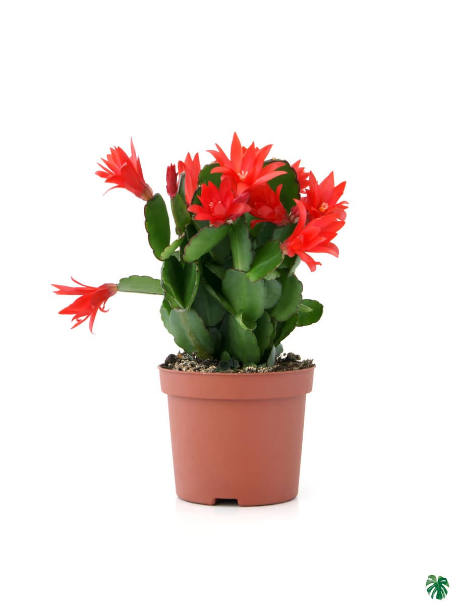 red schlumbergera flower seeds