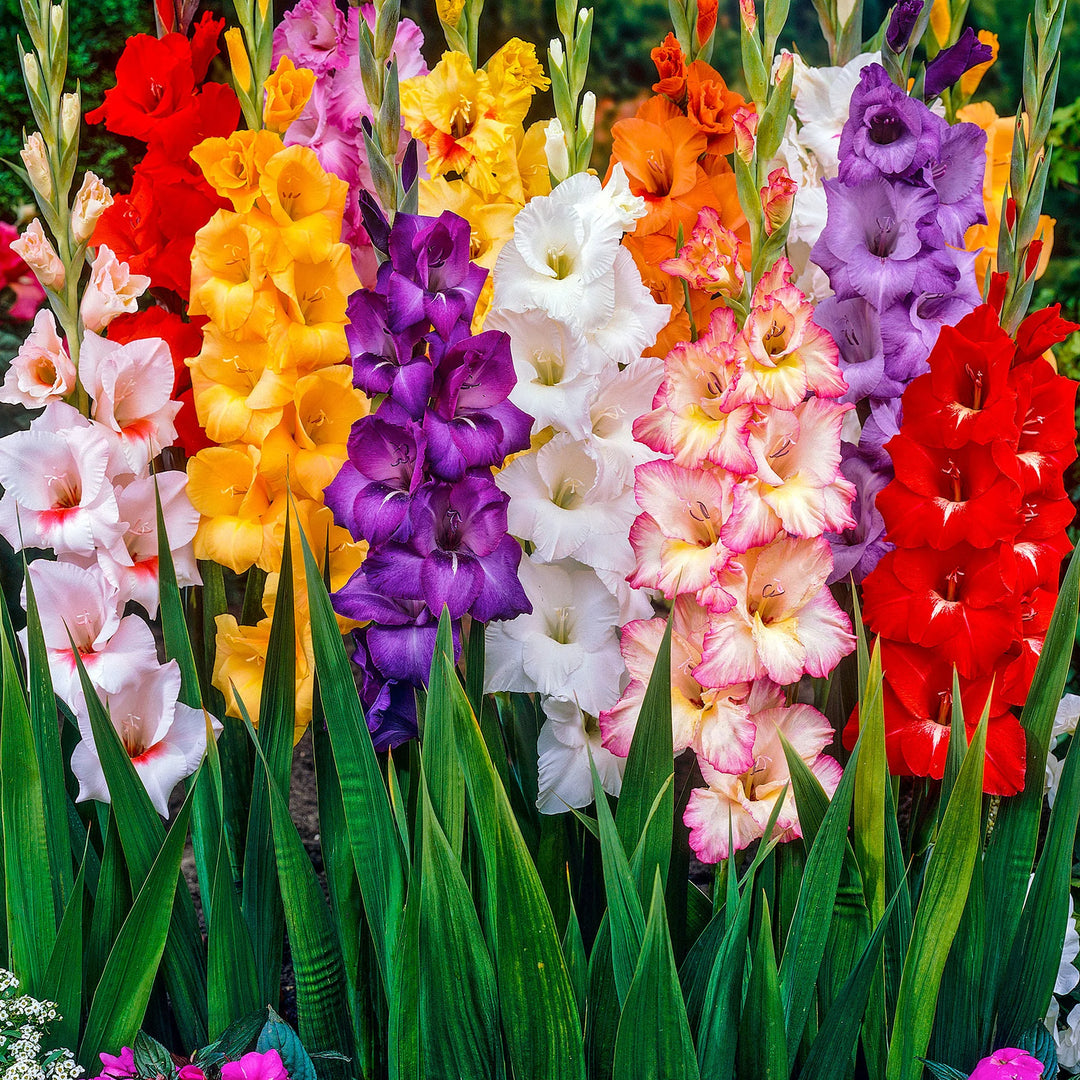 Multi Gladiolus Flower Seeds – 100 pcs Heirloom Non-GMO Seeds for Garden Planting