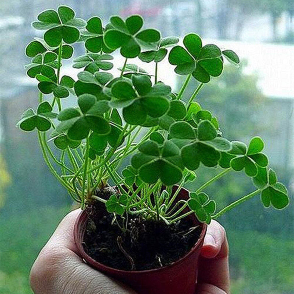 green clover flower seeds