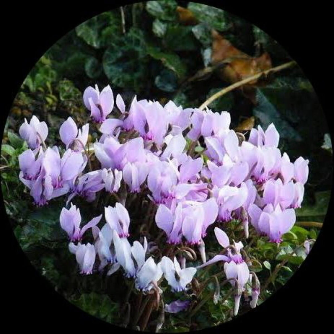 cyclamen seeds planting Heirloom Non-GMO White Cyclamen Seeds for Planting – Elegant Blooms Organic Garden Seeds with High Germination