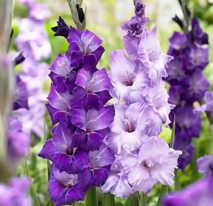 Gladiolus Blomsterfrø til udplantning - Violet 100 stk