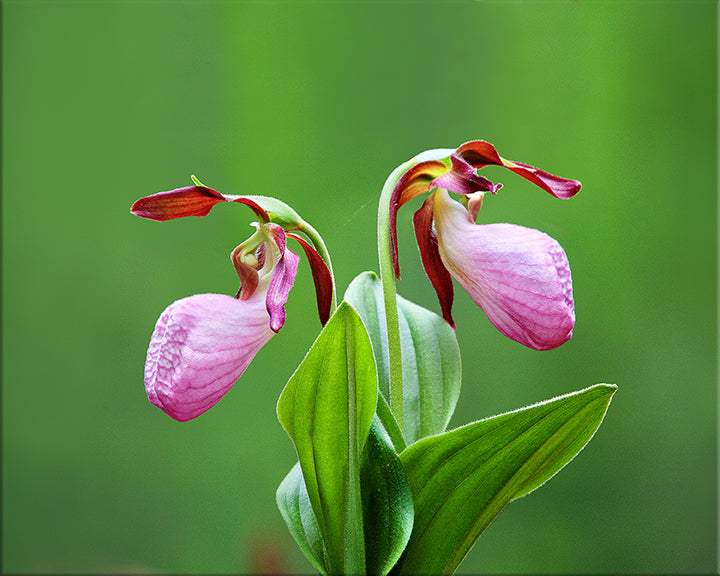 Pink Lady's Slipper Flower Seeds for Planting 100 pcs