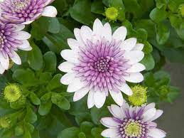 White Purple Omeris Flower Seeds for Planting 100 pcs