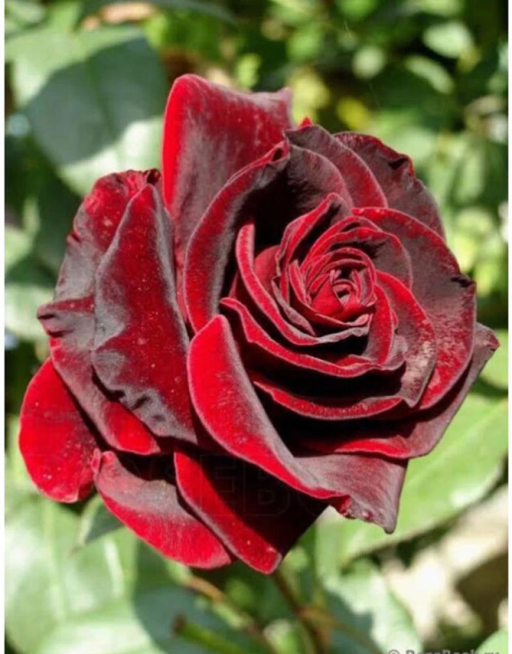 Black Red Rose Flower Seeds - 100 pcs