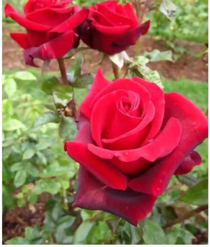 Thick Red Osiria Rose Flower Seeds for Planting 100 pcs