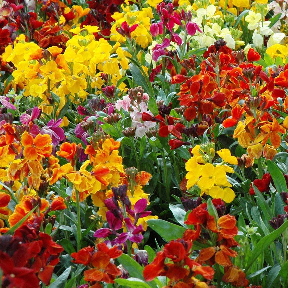 heirloom wallflower flower seeds