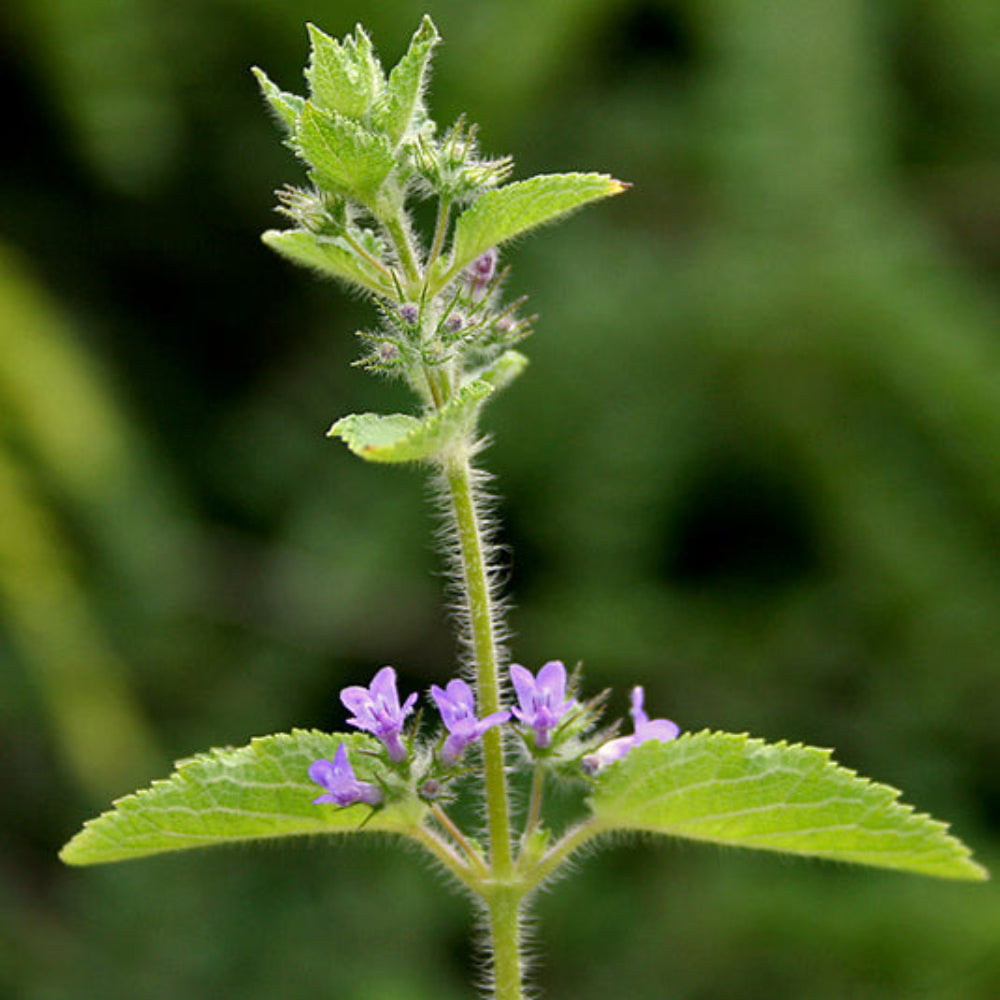 hyptis plant flower seeds