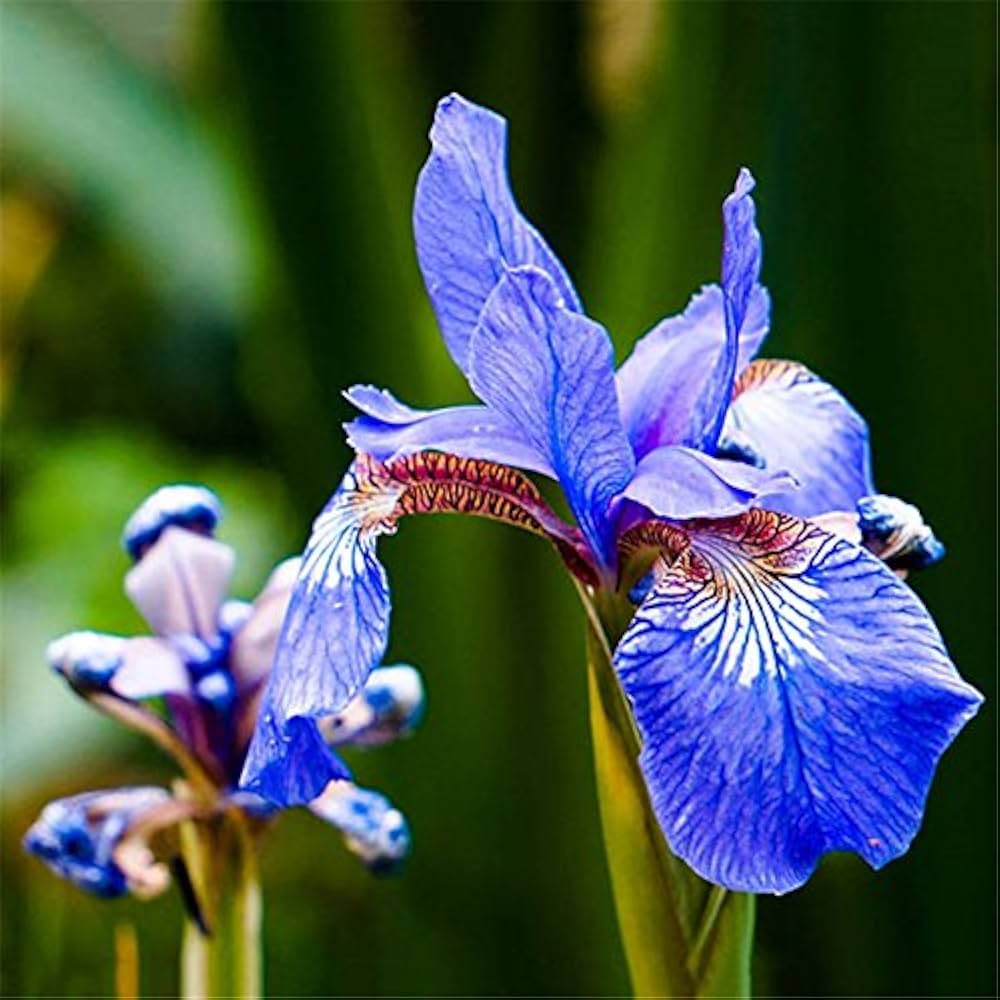 novelty iris flower seeds