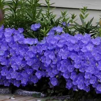 bellflower campanula flower seeds