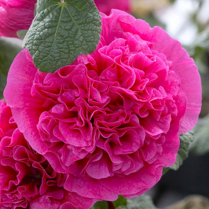 Heirloom Hollyhock Flower Seeds, Non-GMO Tall Cottage Garden Blooms for Vibrant Planting