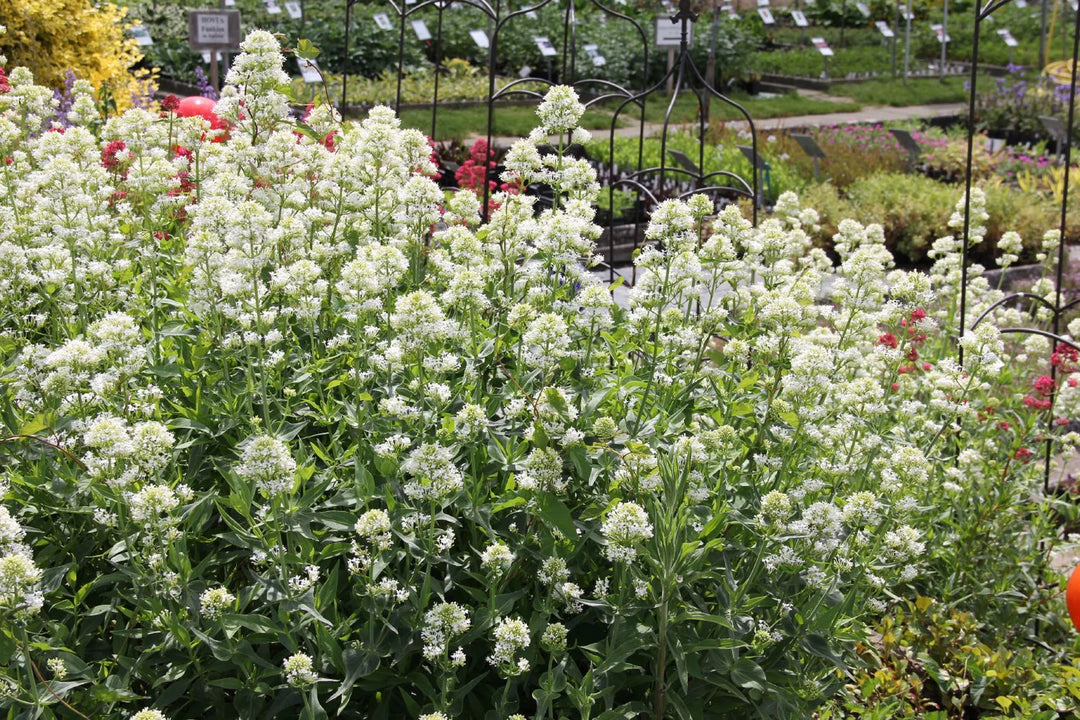 Centranthus Ruber Albus Plant Seeds for Planting 100 pcs