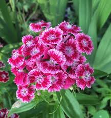 pink sweet flower seeds