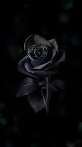 Flower Seeds, Seeds for Planting, Plant Seeds