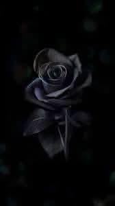 rose for flower seeds