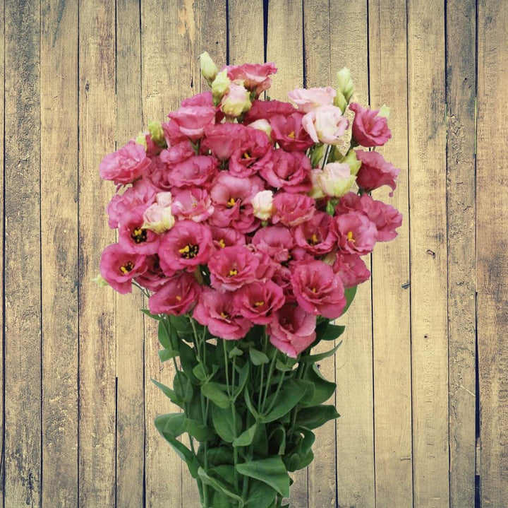 Deep Red Eustoma (Lisianthus) Flower Seeds for Planting – Heirloom, Non-GMO, High Germination, Easy to Grow