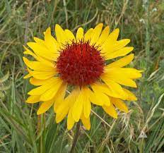 Yellow Gaillardia Seeds for Planting - 100 pcs