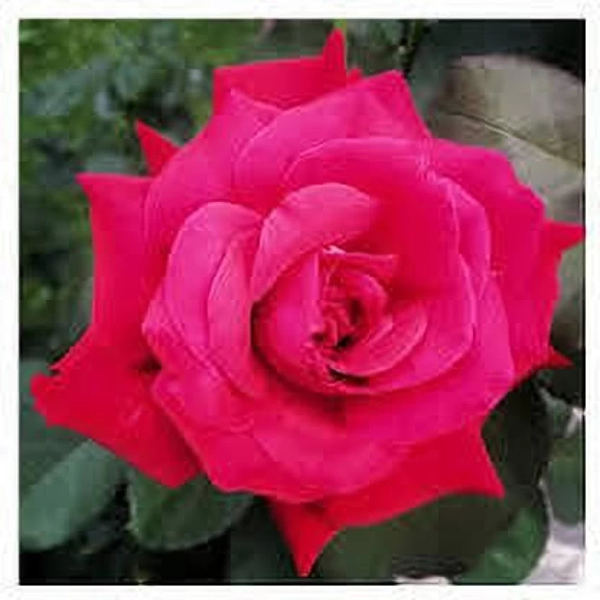 Rose Flower Seeds for Planting Pink 100 pcs