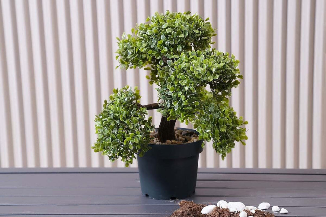 Bonsai Aglaia Odorata Flower Seeds for Planting 100 pcs