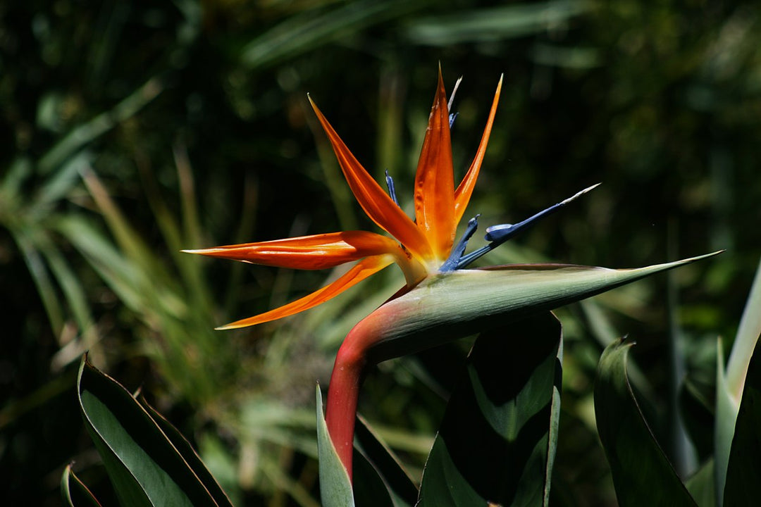 Heirloom Queen's Bird-of-Paradise Seeds – Non-GMO Flower Seeds for Planting