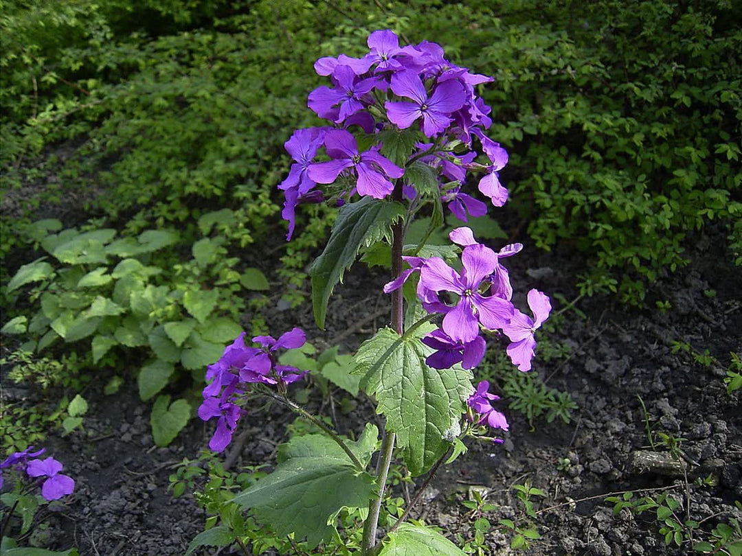 heirloom non flower seeds