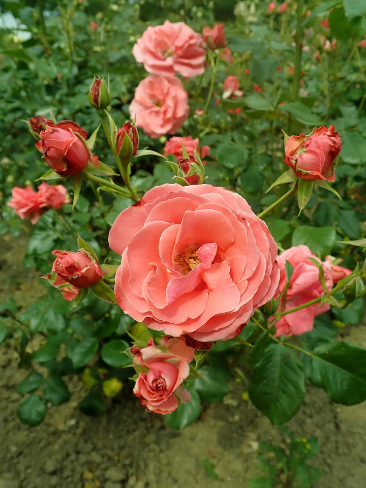 Heirloom Rose Flower Seeds for Planting – Non-GMO Seeds for Vibrant Garden Blooms