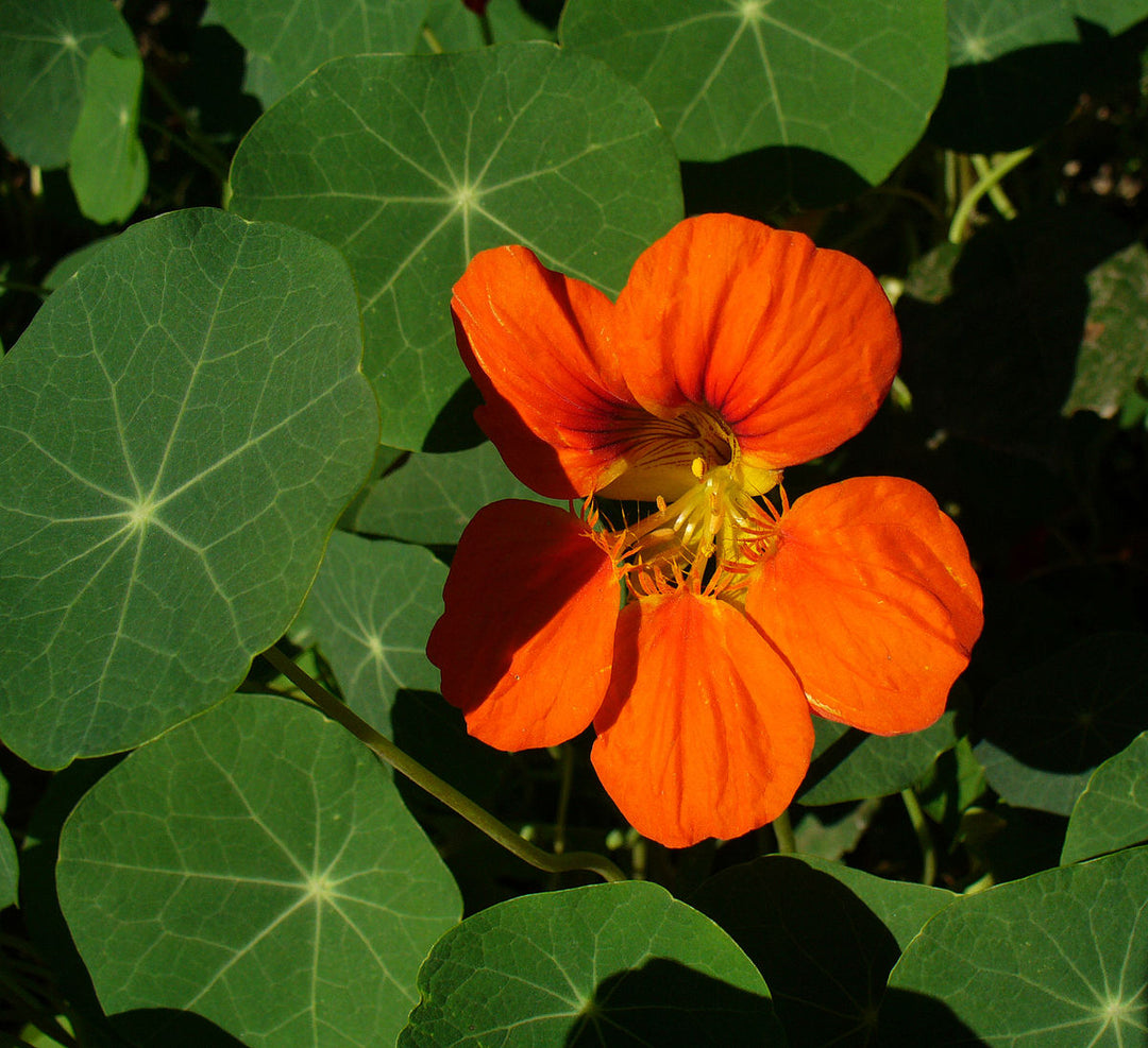 red nasturtium flower seeds
