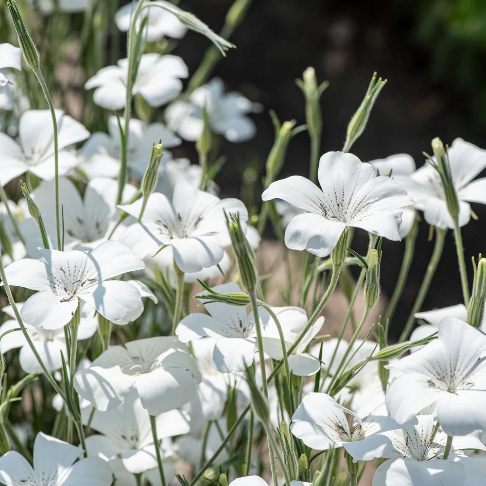 Agrostemma Ocean Pearl blomsterfrø til plantning, arvestykke frø -100 stk.