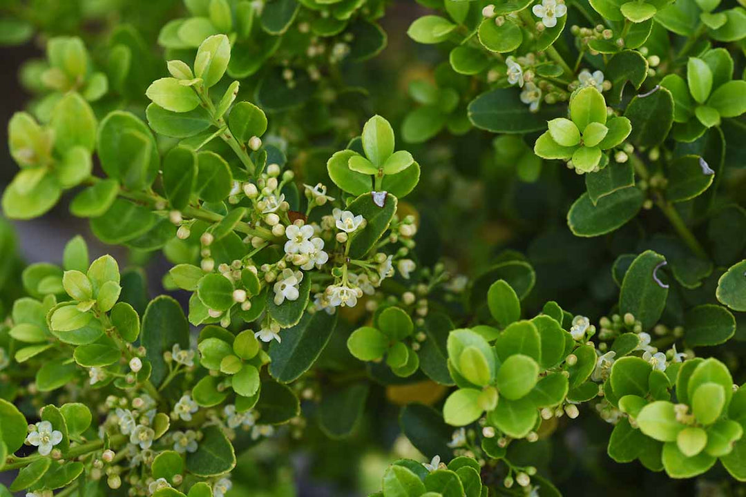 white ilex flower seeds