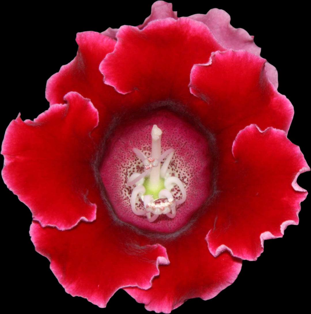 Deep Red Gloxinia Flower Seeds for Planting – Heirloom, Non-GMO, Organic Garden Seeds with High Germination for Vibrant Blooms