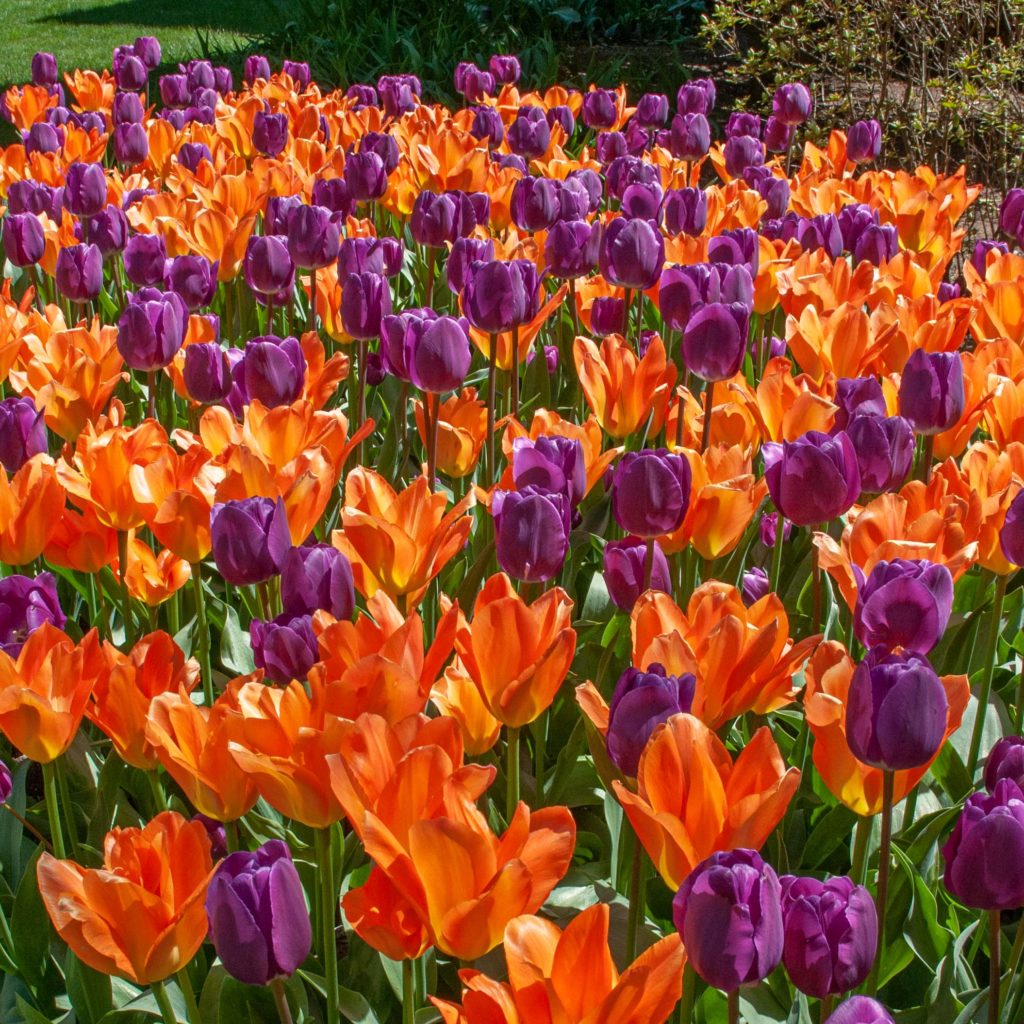 Orange Lilla Tulipan Blomsterfrø - 100 stk